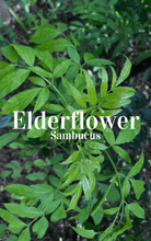 Load image into Gallery viewer, Tree Food & Medicine Foraging Guide ~ - Homegrown Botanica