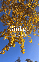 Load image into Gallery viewer, Tree Food & Medicine Foraging Guide ~ - Homegrown Botanica