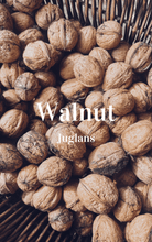 Load image into Gallery viewer, Tree Food & Medicine Foraging Guide ~ - Homegrown Botanica