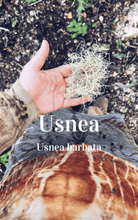 Load image into Gallery viewer, Tree Food & Medicine Foraging Guide ~ - Homegrown Botanica