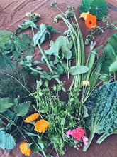 Load image into Gallery viewer, Wellington Foraging Workshops - Homegrown Botanica