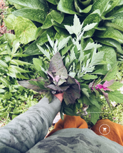 Load image into Gallery viewer, Wellington Foraging Workshops - Homegrown Botanica