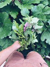 Load image into Gallery viewer, Wellington Foraging Workshops - Homegrown Botanica