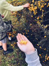 Load image into Gallery viewer, Kids Foraging Experience ~ Private Group Homegrown Botanica