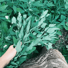 Load image into Gallery viewer, Foraging for Wild Edible Plants ~ Online Video Foraging Course - Homegrown Botanica