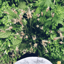 Load image into Gallery viewer, Foraging for Wild Edible Plants ~ Online Video Foraging Course - Homegrown Botanica