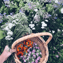 Load image into Gallery viewer, Foraging for Wild Edible Plants ~ Online Video Foraging Course - Homegrown Botanica