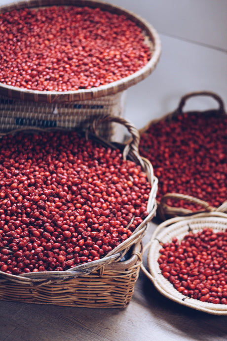 Wild Rosehips