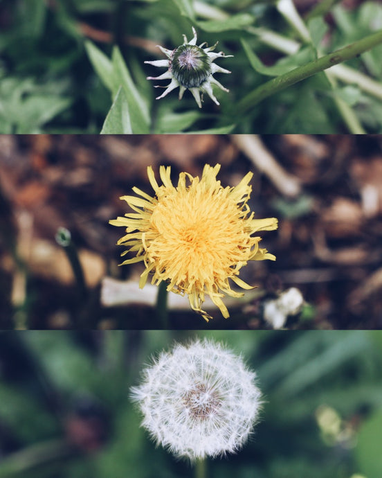 Dandelion ~ Root Coffee Recipe