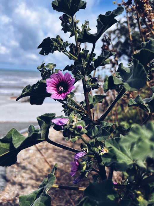 ~ Wild Mallow Falafel (Malva arborea) ~