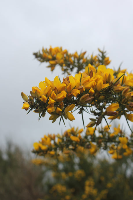 Gorse & it's many uses