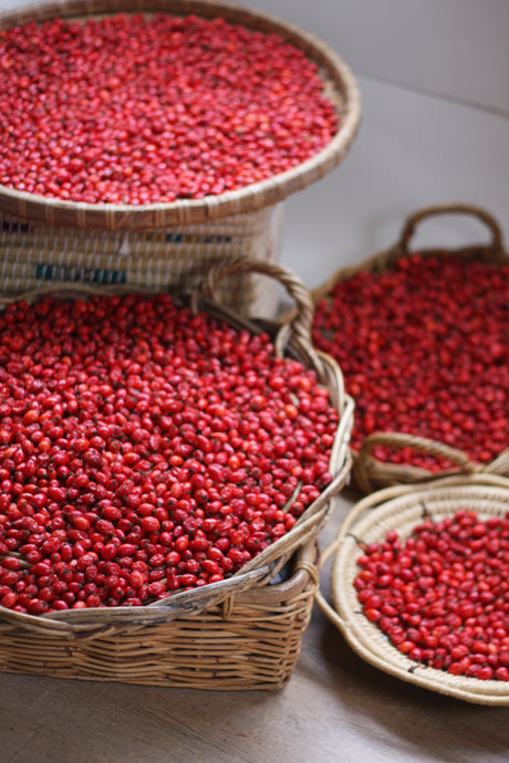 Rosehips