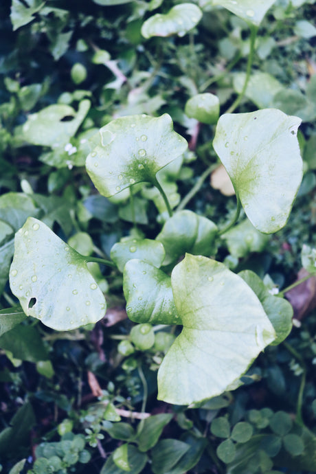 Miners Lettuce