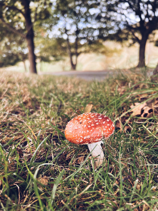 Amanita Muscaria