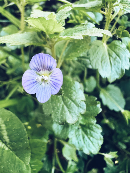 Speedwell ~ Veronica persica