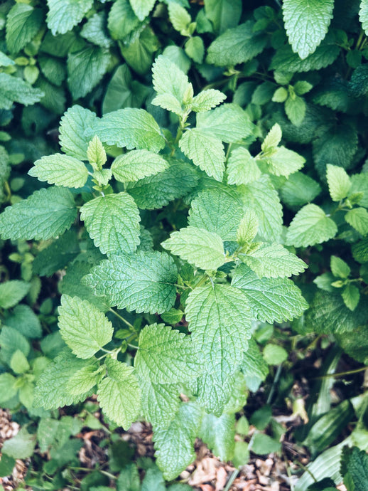 Lemon Balm ~ Melissa Officinalis