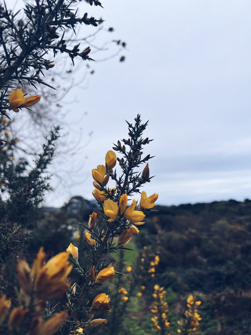 Gorse