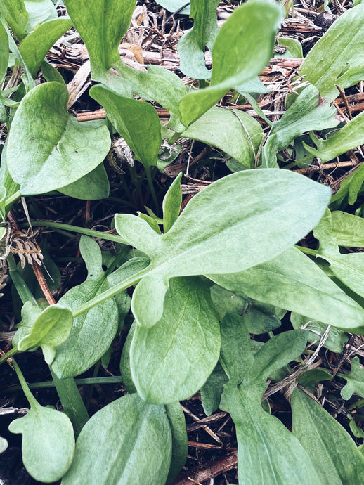 Sheep Sorrel