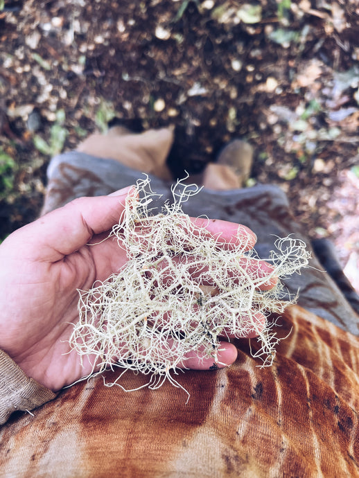Usnea / Angi angi