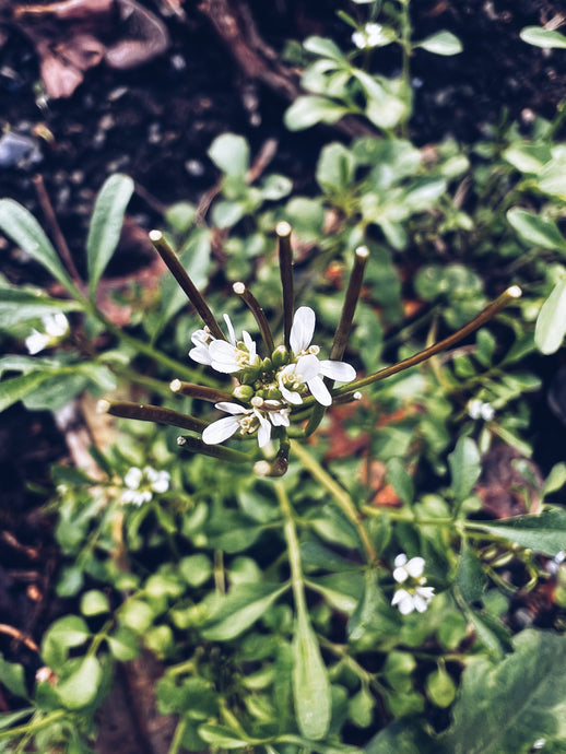 Hairy Bittercress