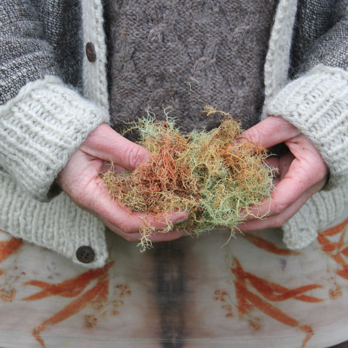 Usnea barbata / Angi angi