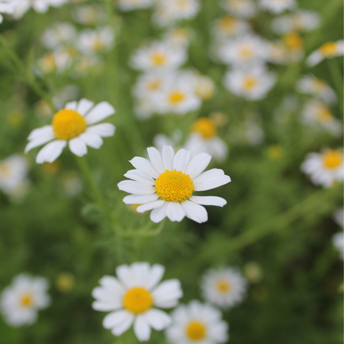 Chamomile