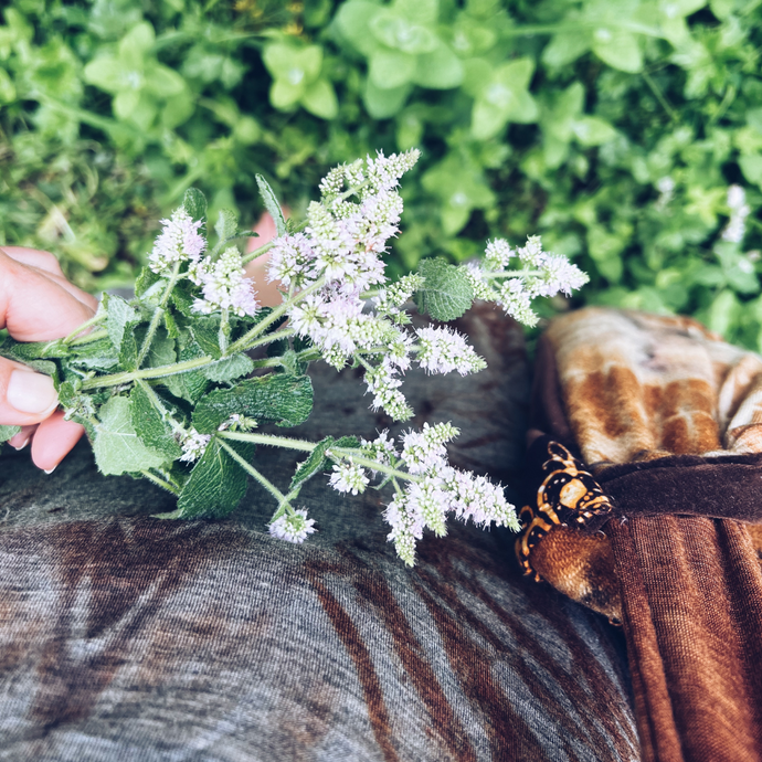 Wild Mint