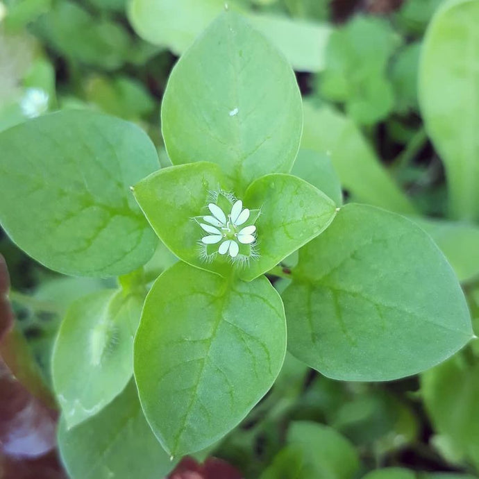 Chickweed