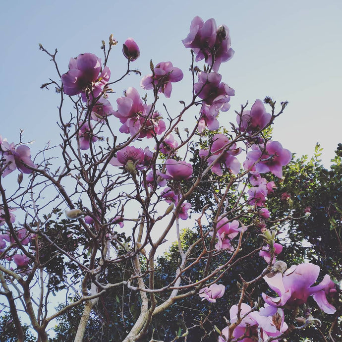 Magnolia Petal Pickle
