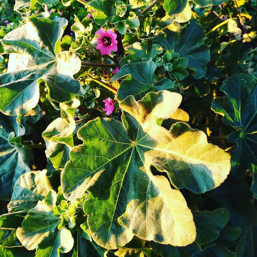 Mallow – Wild Botanica