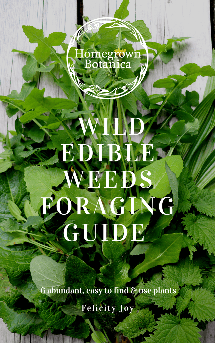 Wild Edible Weeds Foraging Guidebook – Wild Botanica