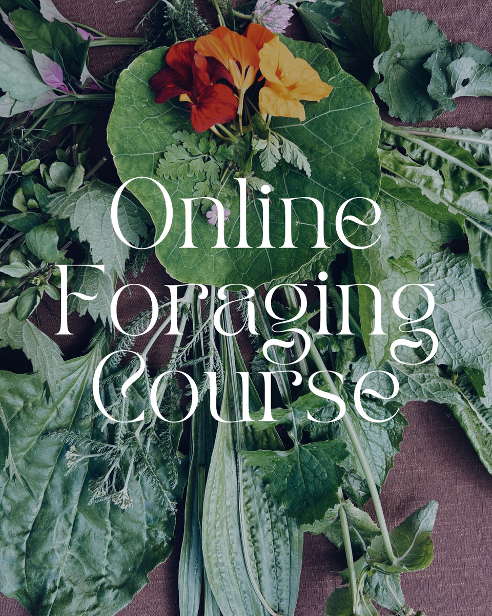 Foraging for Wild Edible Plants ~ Online Video Foraging Course – Wild ...