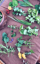 Load image into Gallery viewer, 5 x Books Bundle : Foraging + Herbalism
