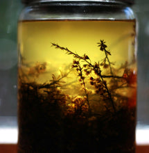 Load image into Gallery viewer, Kanuka Gentle Facial Moisturiser - Homegrown Botanica
