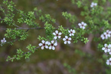 Load image into Gallery viewer, Kanuka Gentle Facial Moisturiser - Homegrown Botanica

